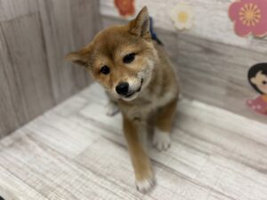 ⑦柴犬　￥239,800(税込)→￥206,800(税込)