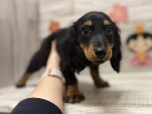 ④ミニチュアダックスフンド　￥294,800(税込)→￥217,800(税込)