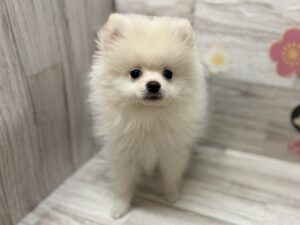 ⑦ポメラニアン　￥327,800(税込)→￥305,800(税込)