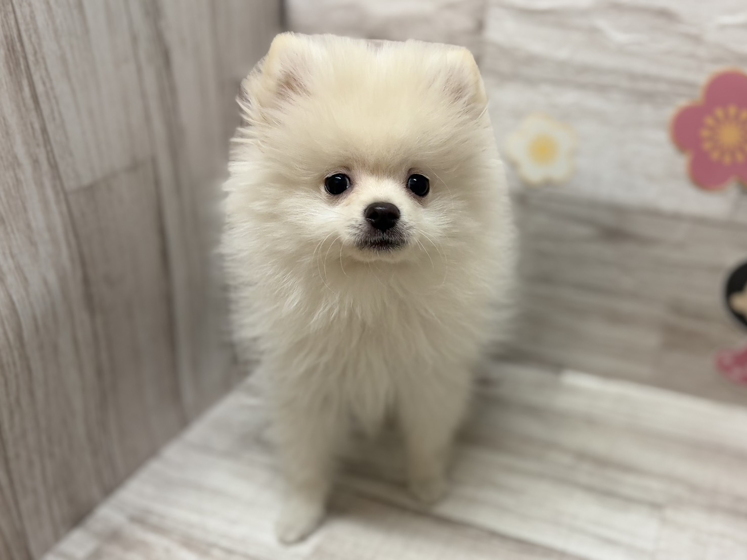 ⑦ポメラニアン