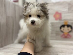 ⑧MIX(マルチーズ×ポメラニアン)　￥217,800(税込)
