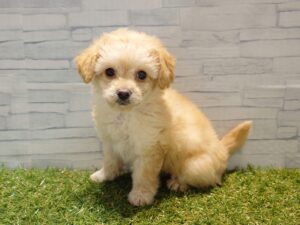 ③MIX(父チワワ(ロング)×母トイプードル)￥240,900(税込)