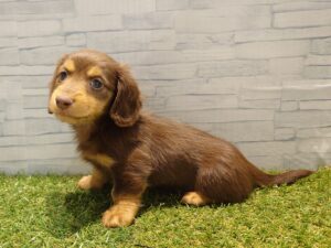 ミニチュアダックスフンドalt=