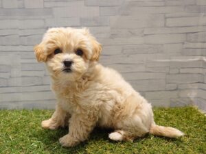 ④Mix(父トイプードル×母シーズー)￥207,900(税込)