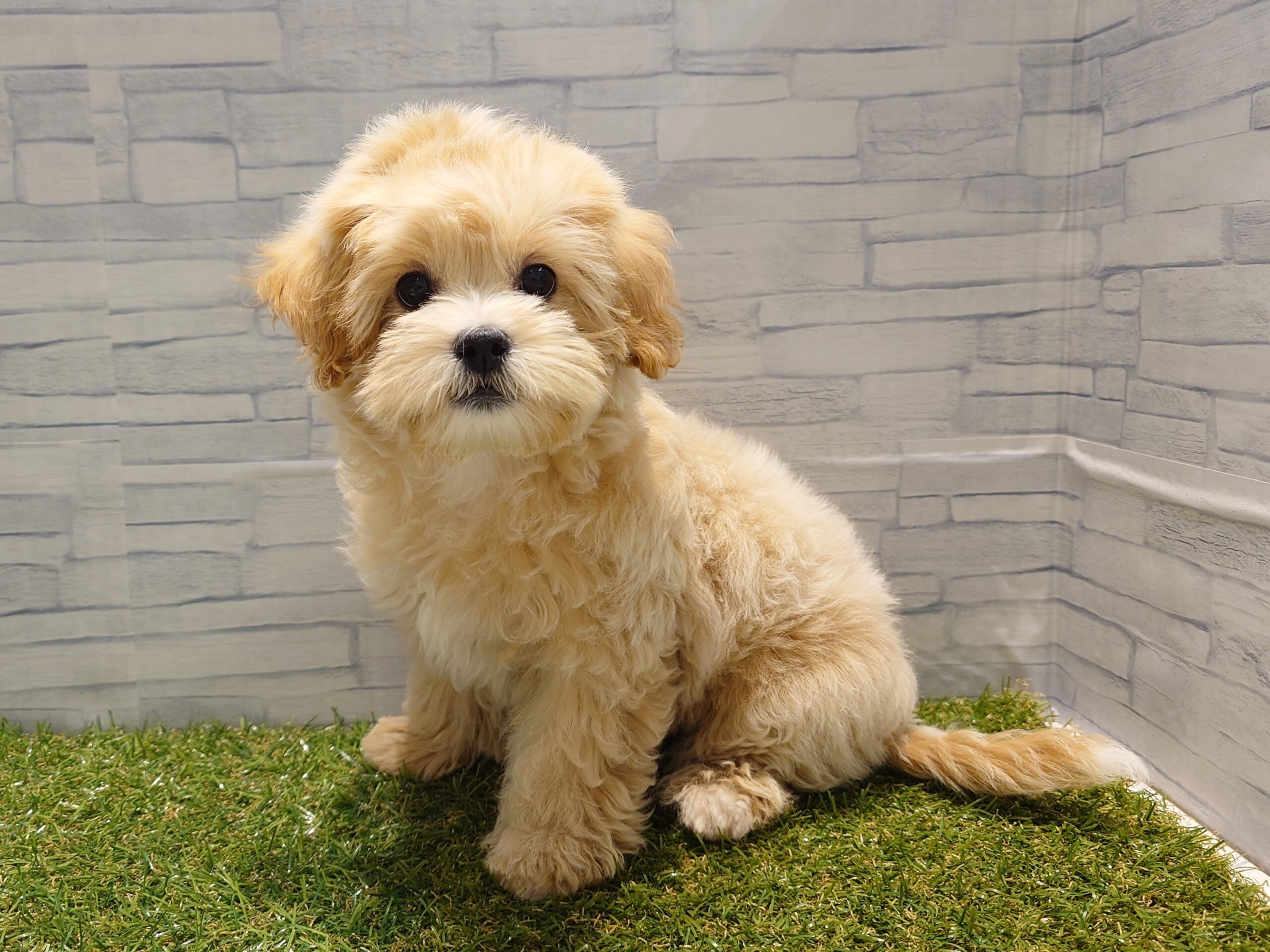 ④Mix(父トイプードル×母シーズー)