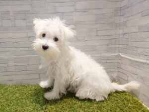 ⑬Mix(父トイプードル×母マルチーズ)alt=