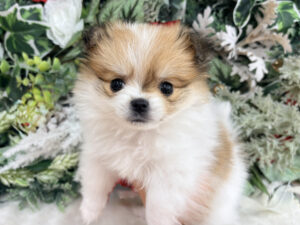 ⑪Mix(父ポメラニアン×母マルチーズ)￥394,900(税込)→1/14まで￥361,900(税込)