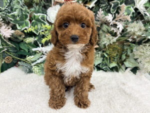 ②Mix(父チワワ(ロング)×母ミニチュアダックスフンド(ロング)alt=