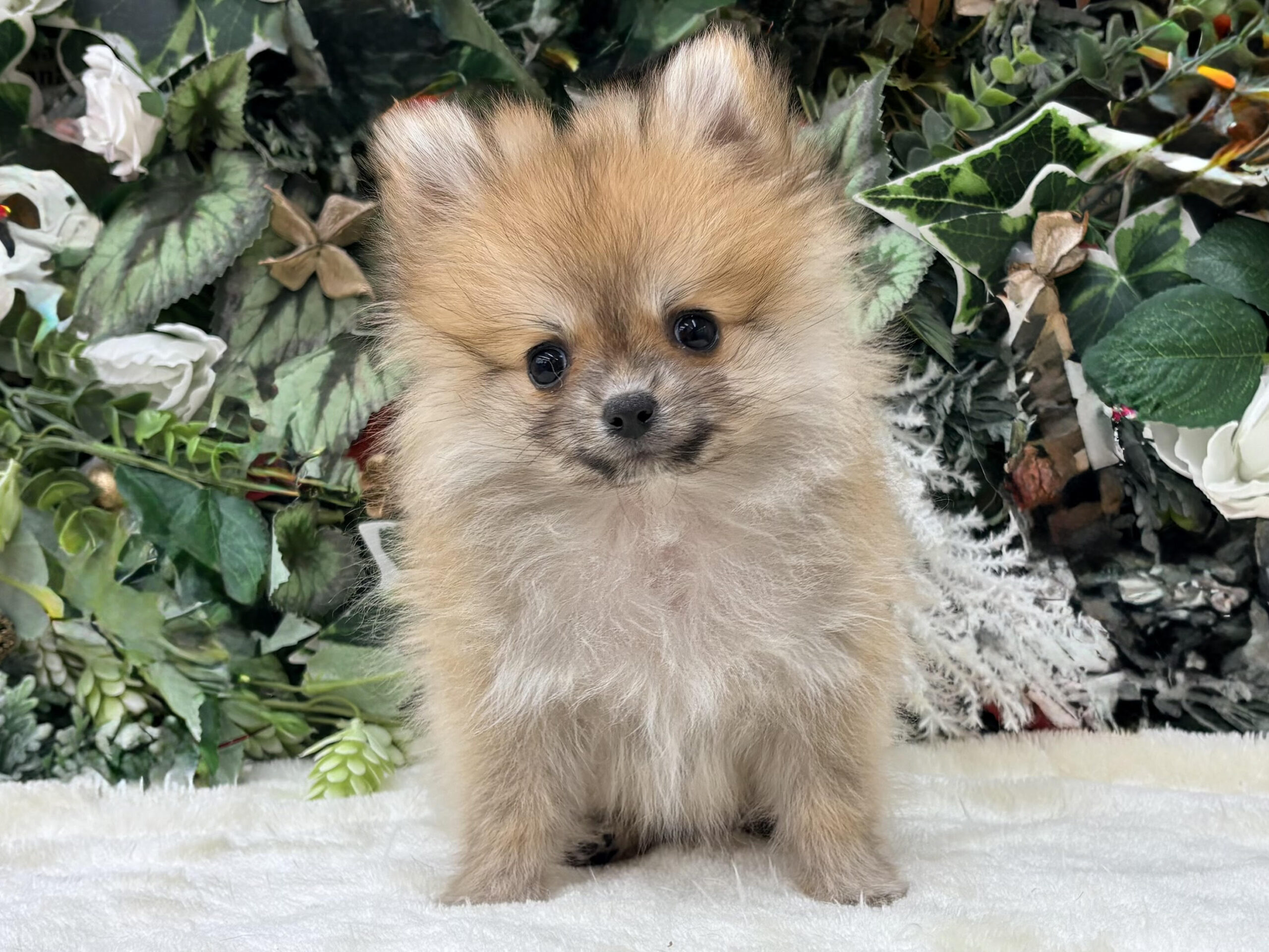 ⑨ポメラニアン