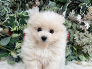 ⑩Mix(父ポメラニアン×母トイプードル)￥339,900(税込)→1/14まで→￥306,900(税込)