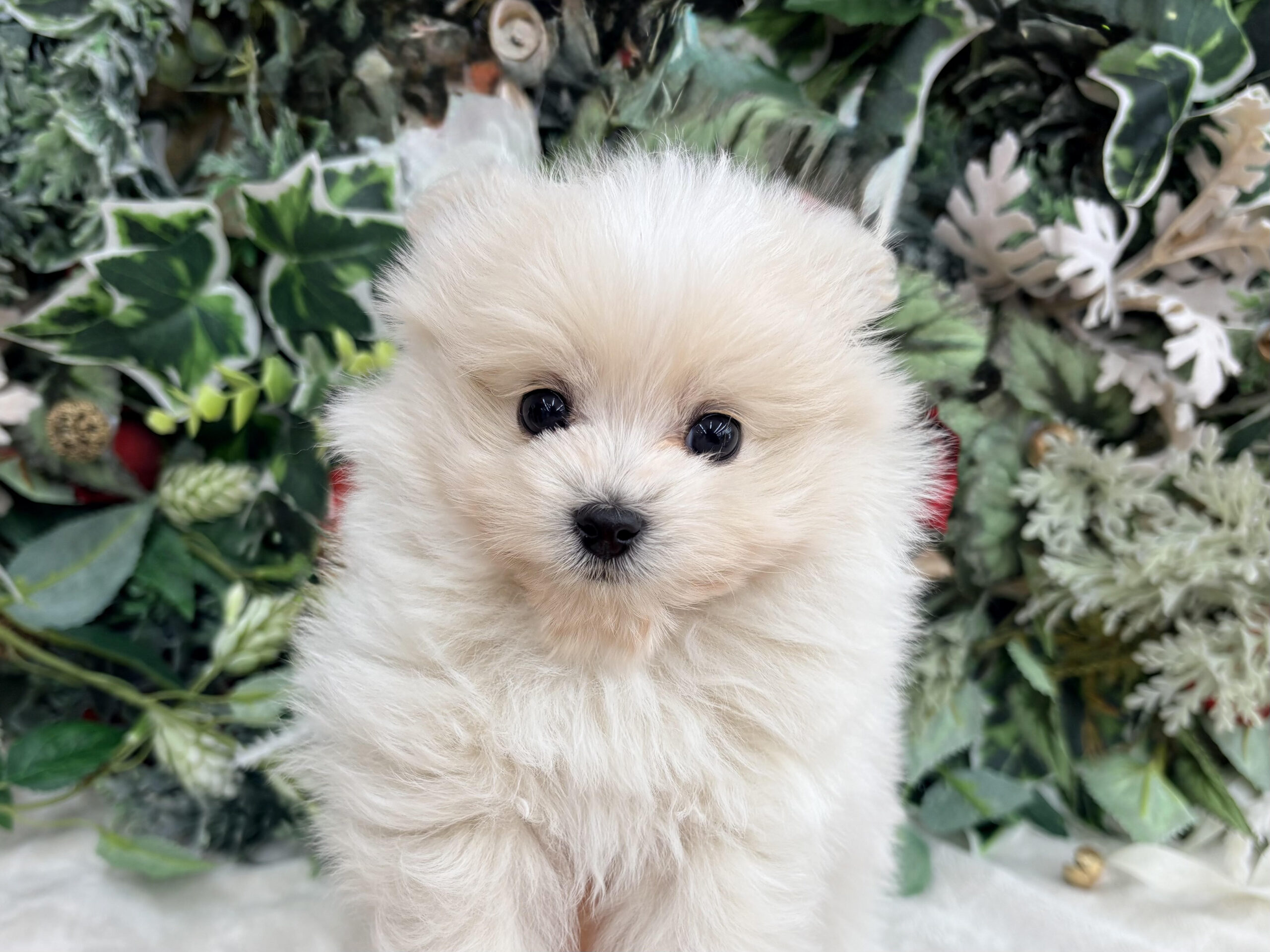 ⑩Mix(父ポメラニアン×母トイプードル)