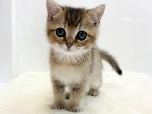 ⑤ブリティッシュショートヘアー￥350,900(税込)→1/14まで￥317,900(税込)