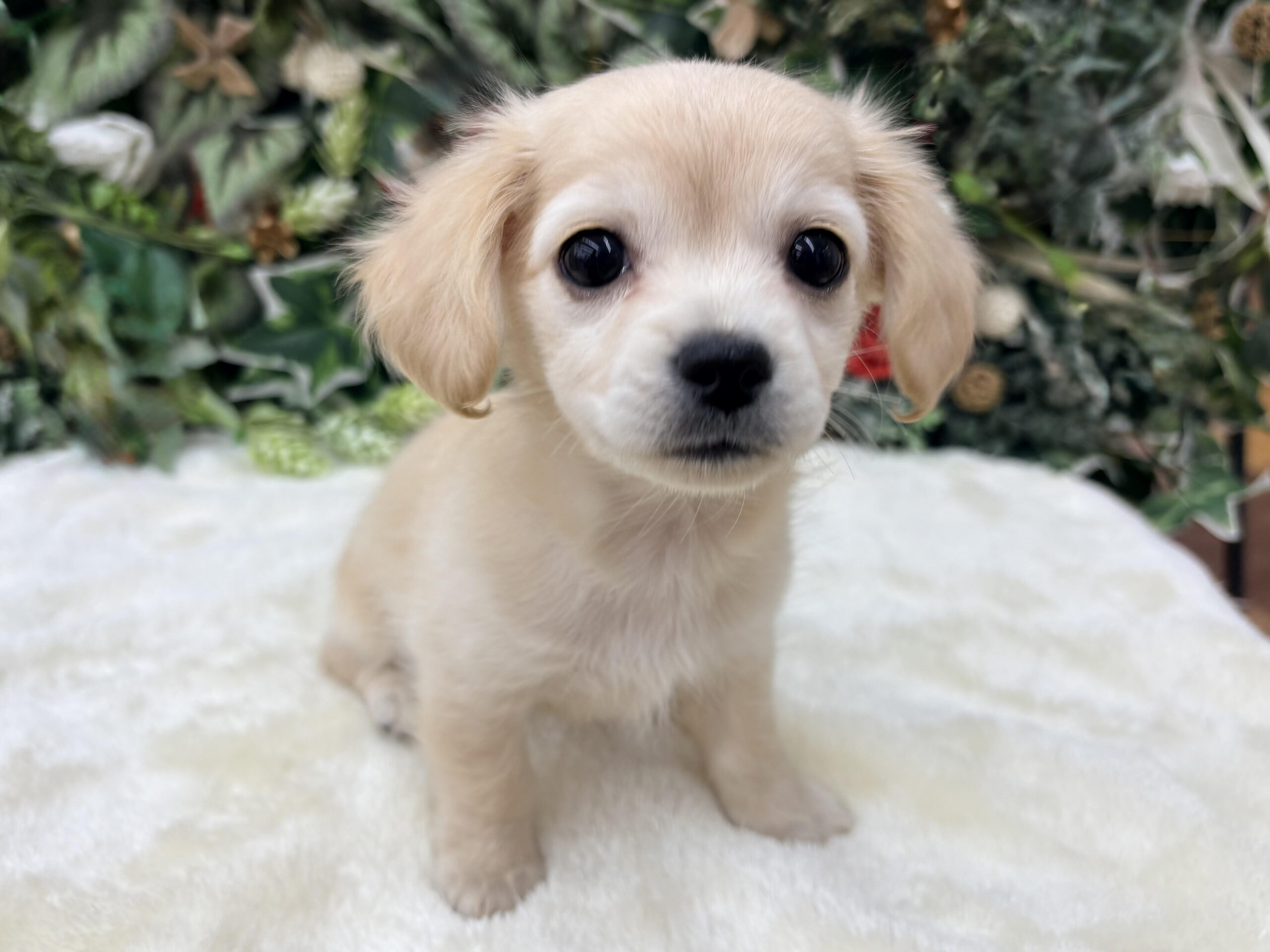 ②Mix(父チワワ(ロング)×母ミニチュアダックスフンド(ロング)