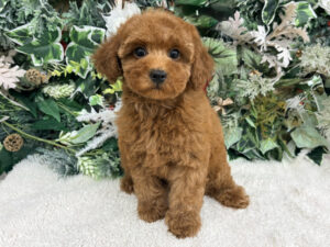 ②Mix(父チワワ(ロング)×母ミニチュアダックスフンド(ロング)alt=