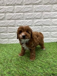 トイプードル￥185,900(税込)