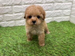 トイプードル￥372,900(税込)