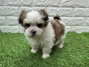 ②Mix（父マルチーズ×母トイプードル）alt=