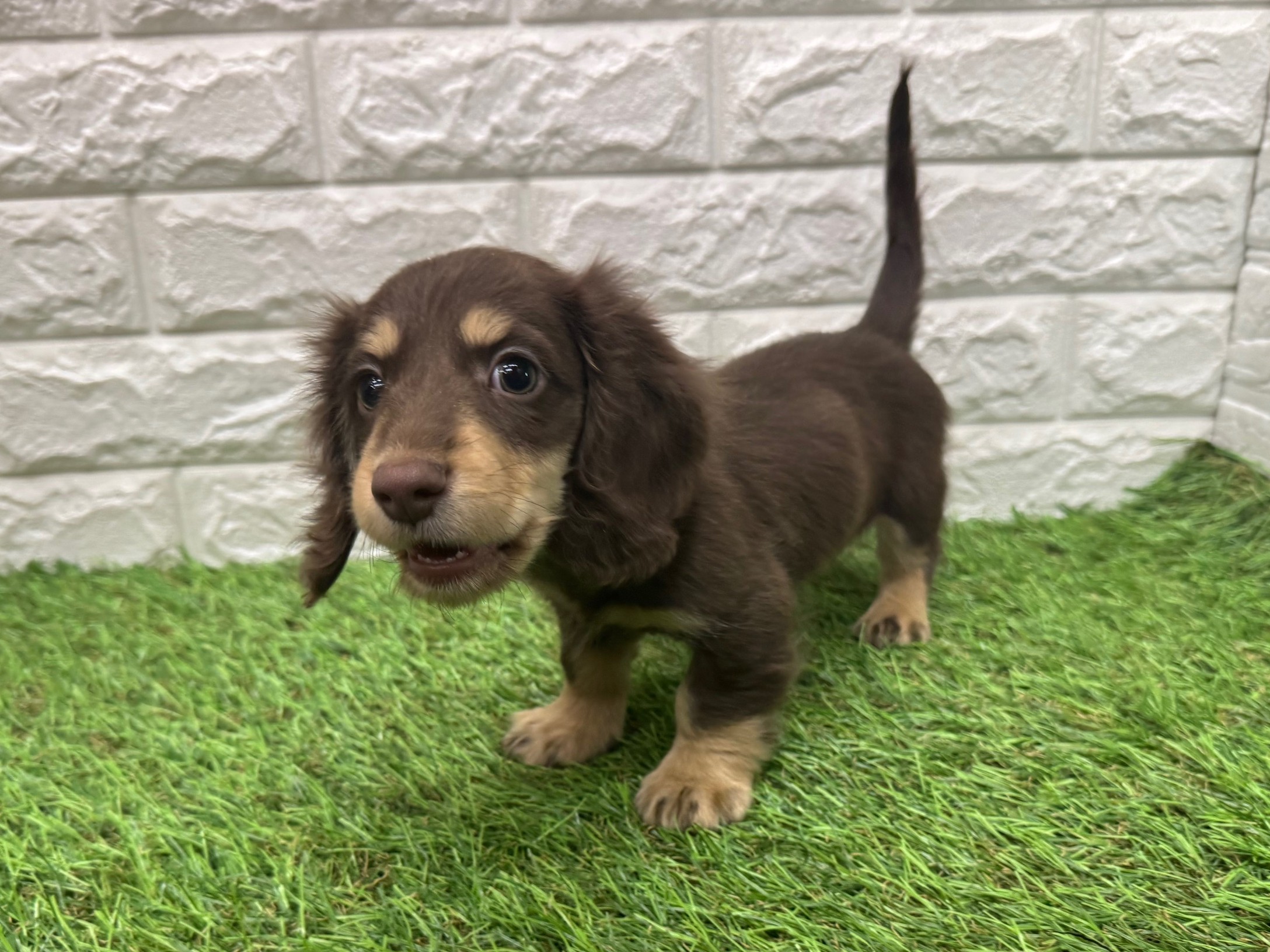 ミニチュアダックスフンド