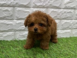 トイプードル￥427,900(税込)→3/1（日）まで￥394,900（税込）