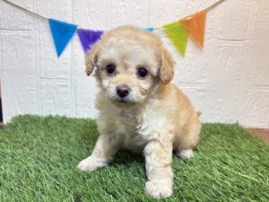 ③Mix(父チワワ×母トイプードル)￥240,900(税込)→1/12まで￥207,900(税込)