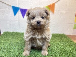 ④Mix(父ポメラニアン×母トイプードル)￥328,900(税込)→1/12まで￥295,900(税込)