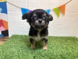 ⑥チワワ(ロング)￥240,900(税込)→1/12まで￥207,900(税込)