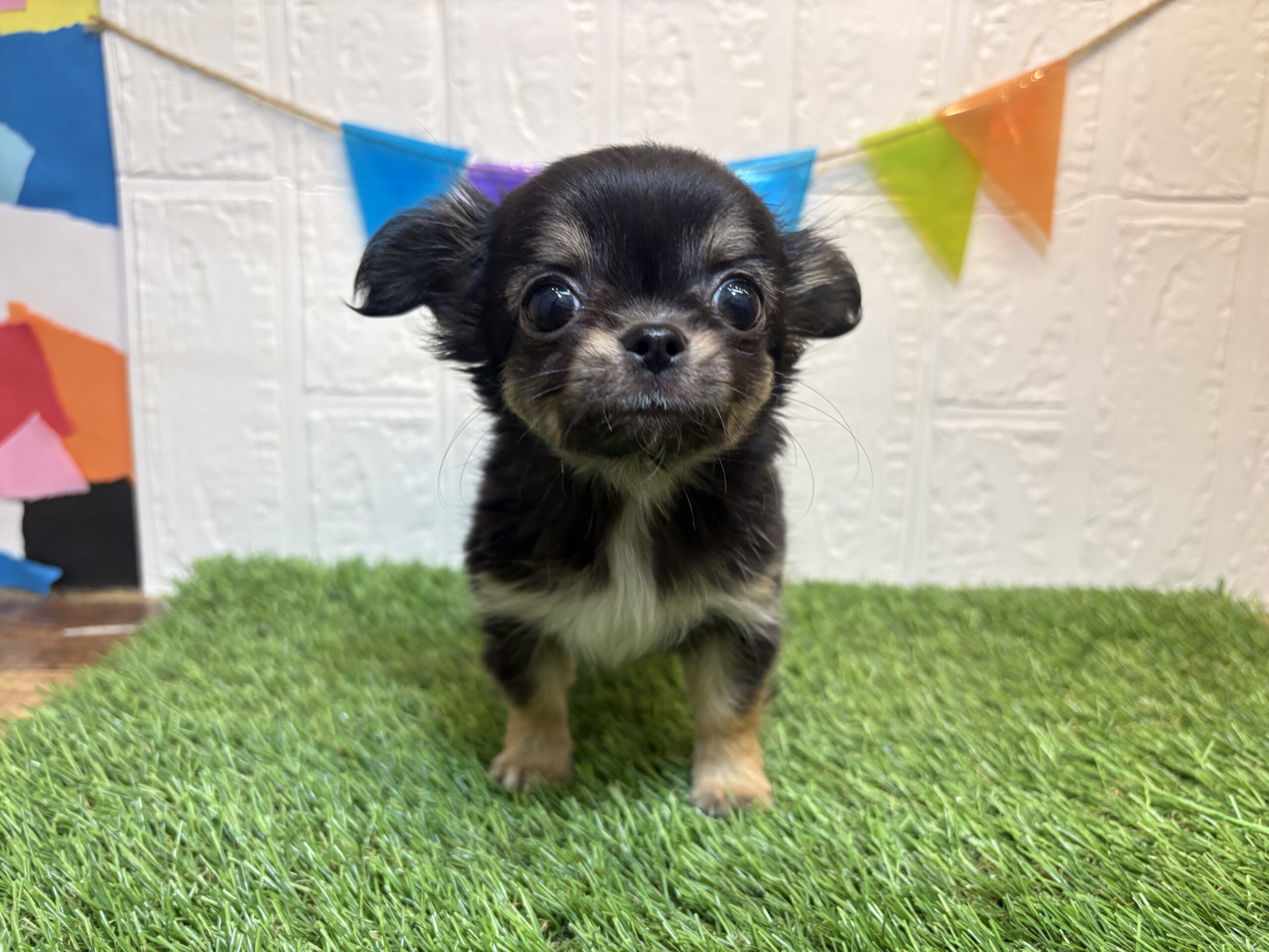 ⑥チワワ(ロング)