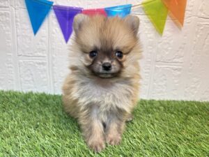 ⑨ポメラニアン￥284,900(税込)→1/12まで￥251,900(税込)