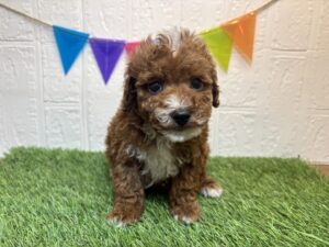 トイプードル￥185,900(税込)→1/12まで￥152,900(税込)