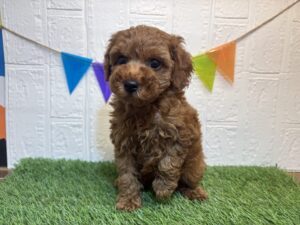 トイプードル￥218,900(税込)→1/12まで￥185,900(税込)