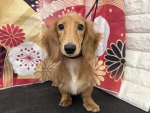 ④カニヘンダックスフンド(ロング)　￥130,900(税込)→￥75,900（税込）