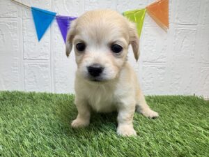 ②Mix(父チワワ(ロング)×母ミニチュアダックスフンド(ロング)￥350,900(税込)→1/19まで￥284,900(税込)