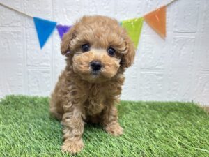 ⑤トイプードル￥317,900(税込)→1/19まで￥284,900(税込)