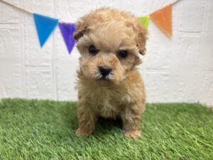 ⑦トイプードル￥405,900(税込)→1/19まで￥372,900(税込)