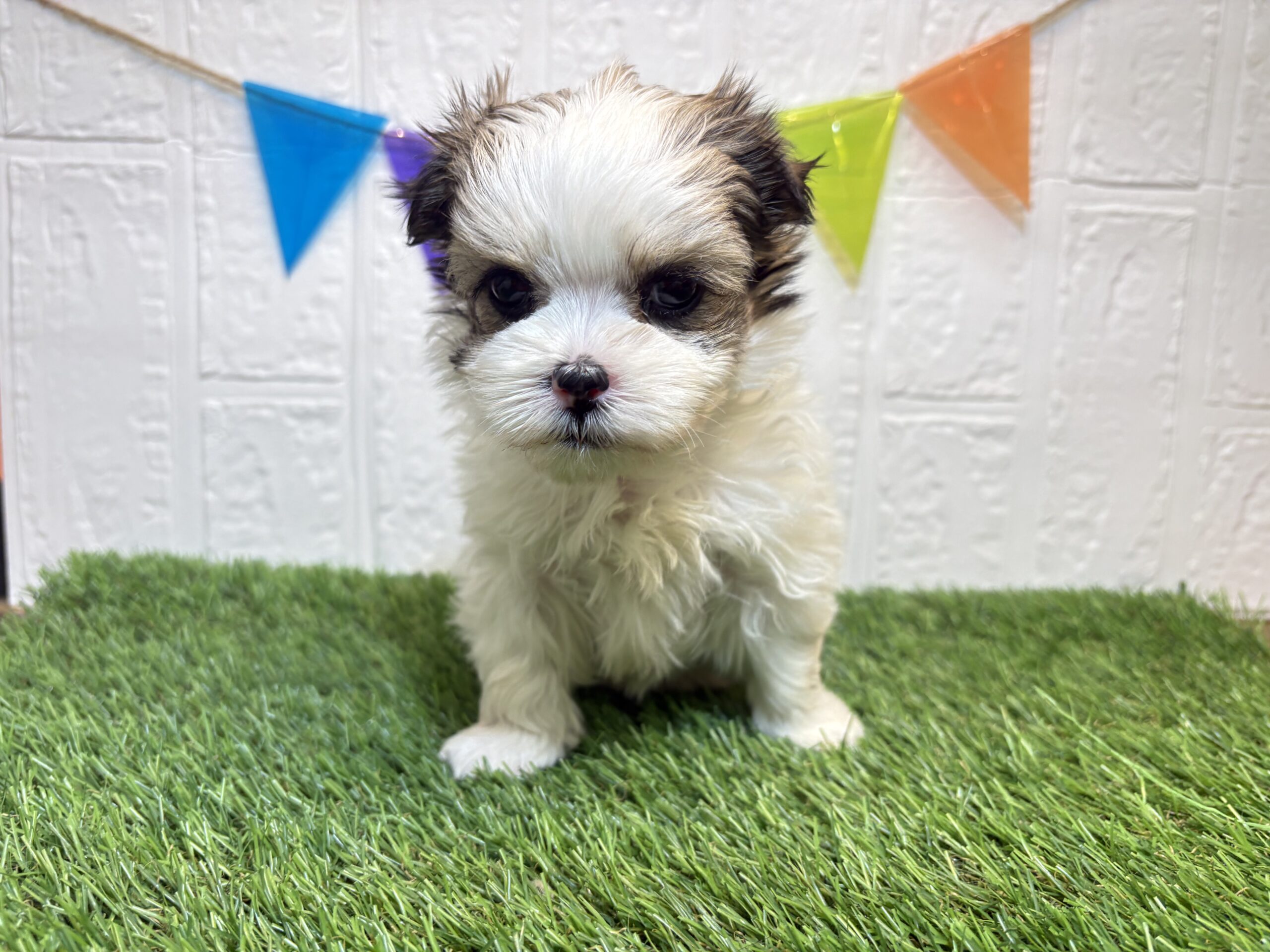 ⑧Mix(父マルチーズ×母シーズー)