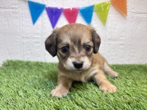 ⑨Mix(父ミニチュアダックスフンド×母チワワ(ロング)￥218,900(税込)→1/19まで￥185,900(税込)