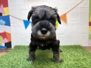 ⑪ミニチュアシュナウザー￥229,900(税込)→1/19まで￥196,900(税込)