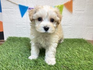 ⑫Mix(父マルチーズ×母トイプードル)￥229,900(税込)→1/19まで￥196,900(税込)