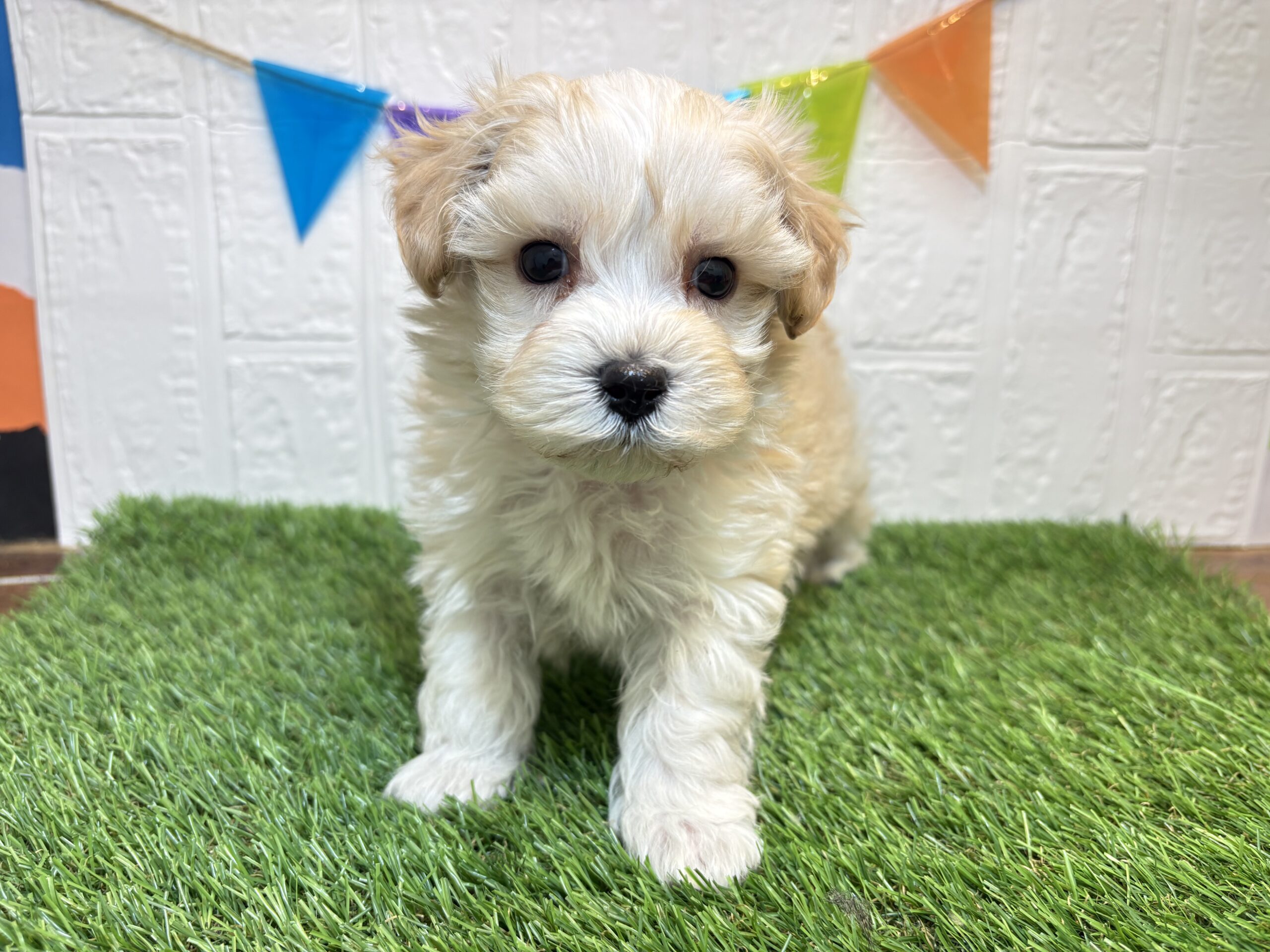 ⑫Mix(父マルチーズ×母トイプードル)