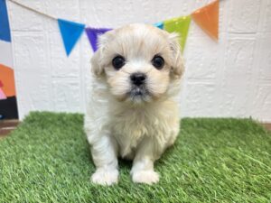 ⑭Mix(父ペキニーズ×母マルチーズ)￥207,900(税込)→1/19まで￥174,900(税込)