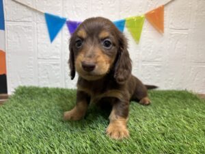 ミニチュアダックスフンド￥317,900(税込)→1/19まで￥284,900(税込)