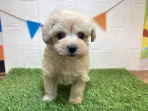 ②Mix（父マルチーズ×母トイプードル）alt=