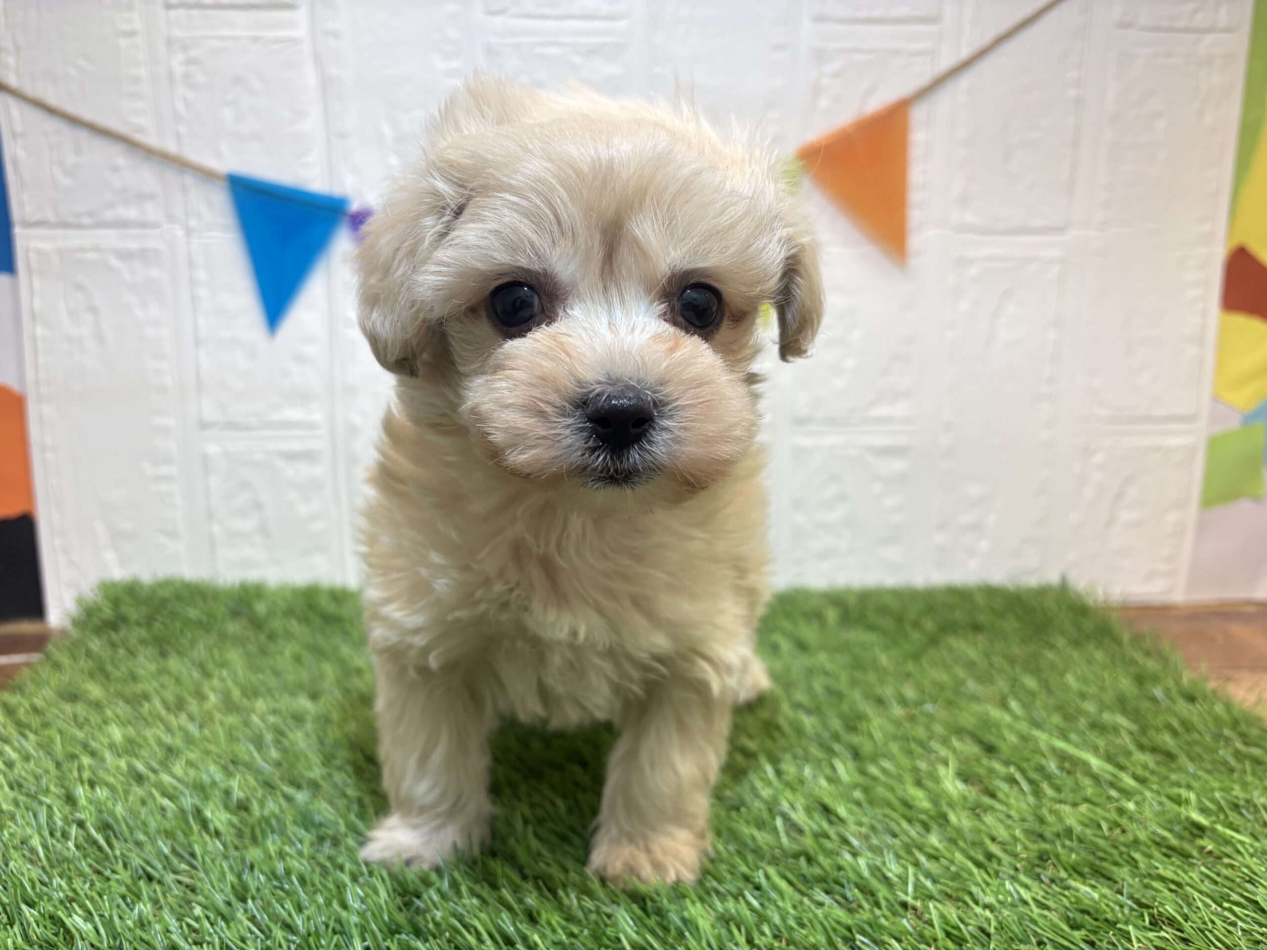 ①Mix(父マルチーズ×母トイプードル)