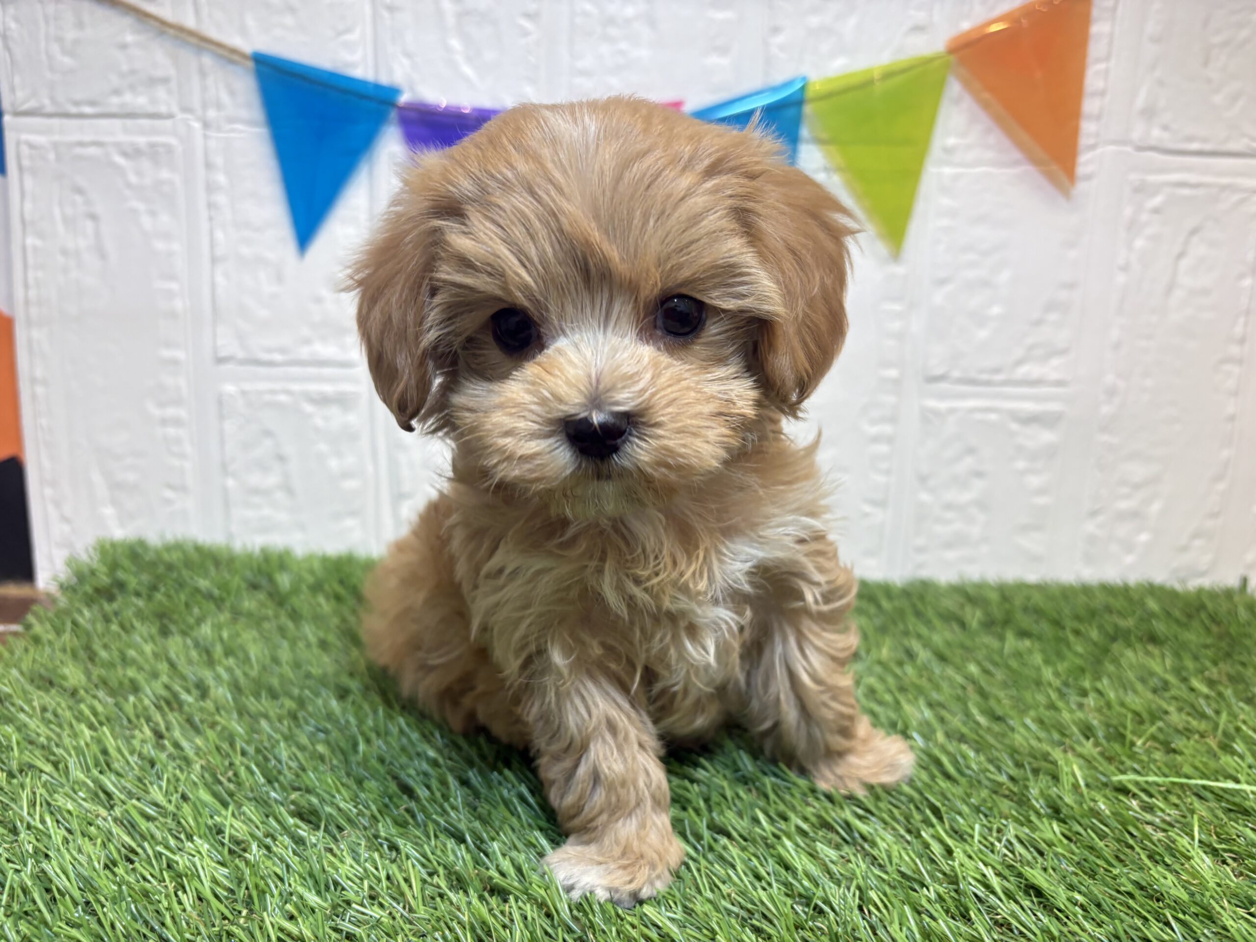 ③Mix(父マルチーズ×母トイプードル)