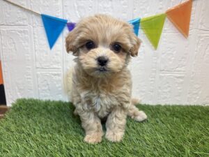 トイプードルalt=