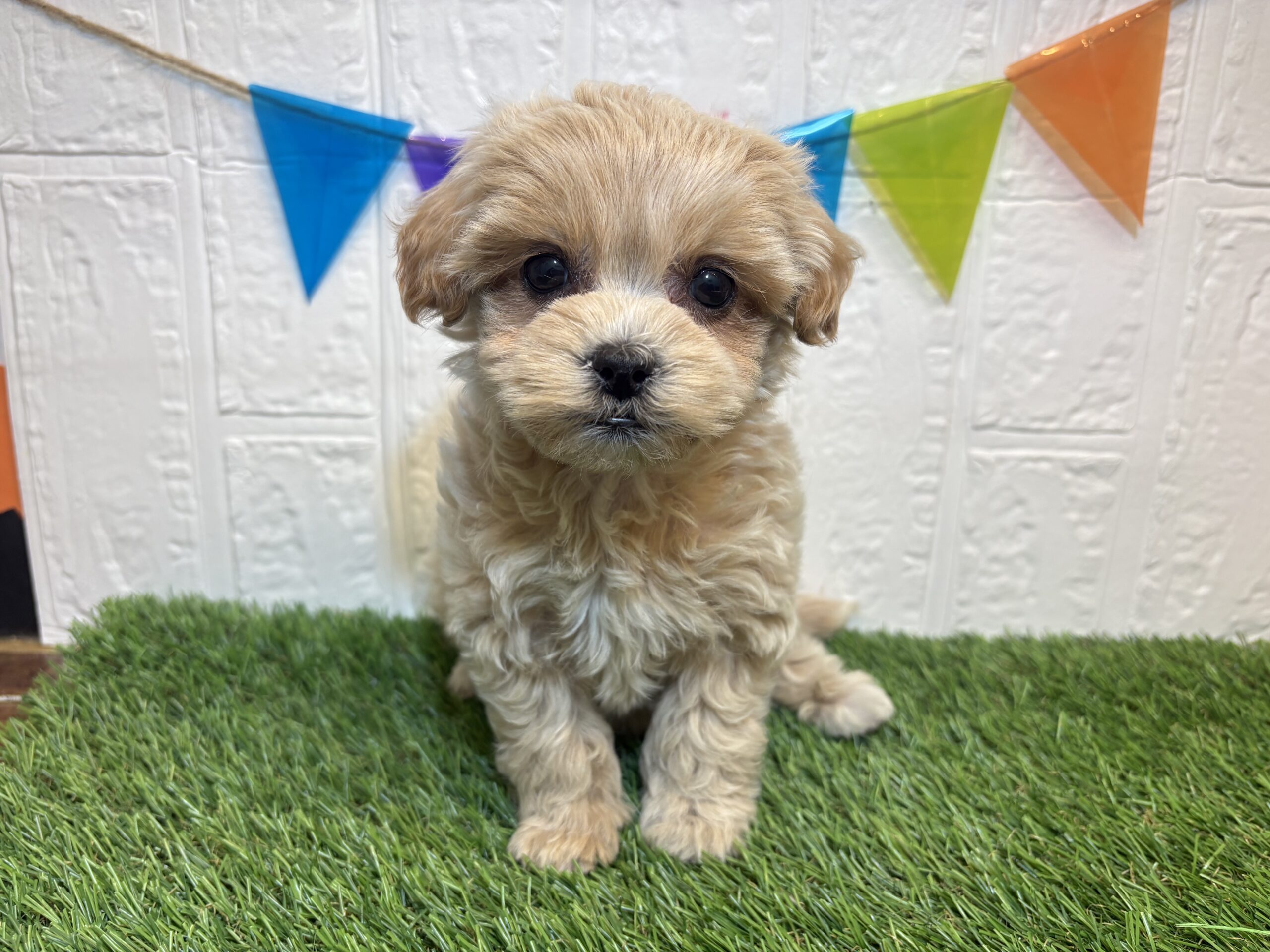 ④Mix(父トイプードル×母シーズー)