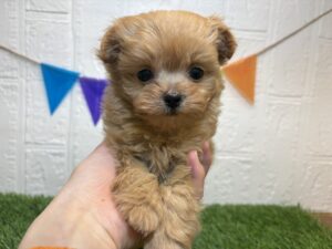 ⑥Mix(父トイプードル×母チワワ（ロング）)￥394,900(税込)