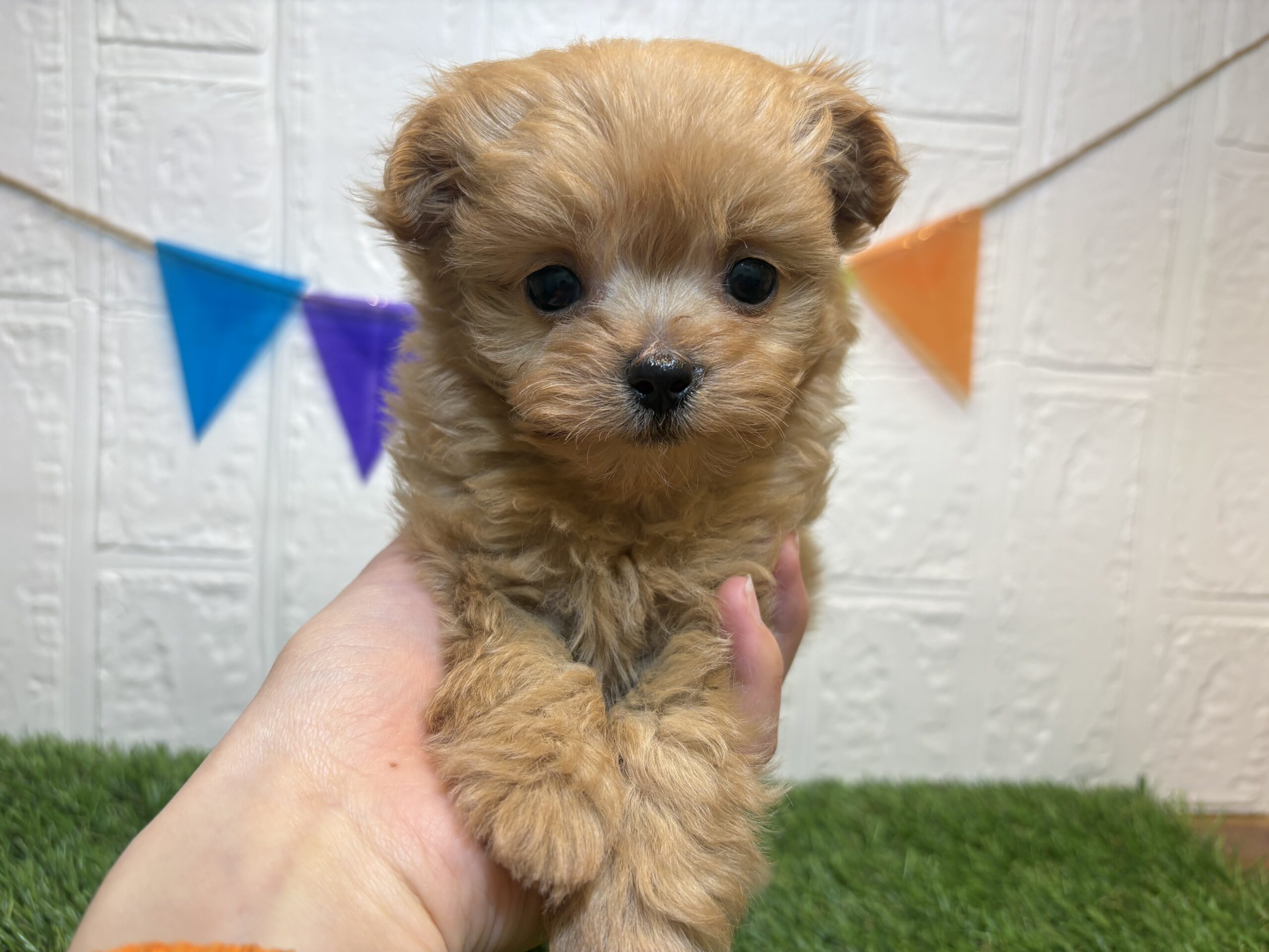 ⑥Mix(父トイプードル×母チワワ（ロング）)