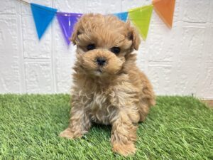 ①Mix（父トイプードル×母マルチーズ）￥284,900(税込)→2/2まで￥251,900(税込)