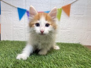 ③ノルウェージャンフォレストキャット￥317,900(税込)→2/2まで￥284,900(税込)